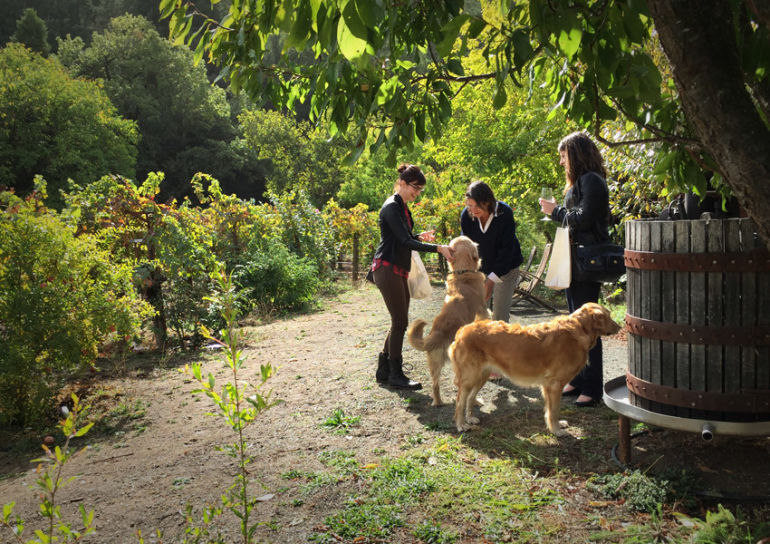 Why Biodynamic Wines Are Better Hero Image