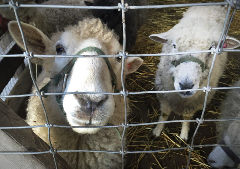 Why Biodynamic Wines Are Better Hero Image