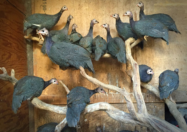 Why Biodynamic Wines Are Better Hero Image