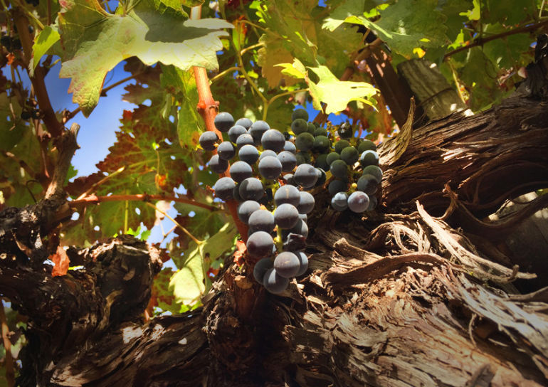 Why Biodynamic Wines Are Better Hero Image