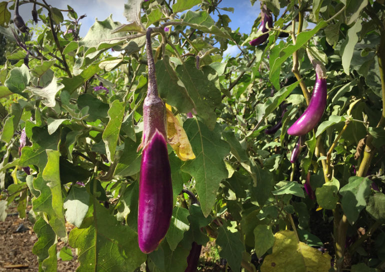 Why Biodynamic Wines Are Better Hero Image