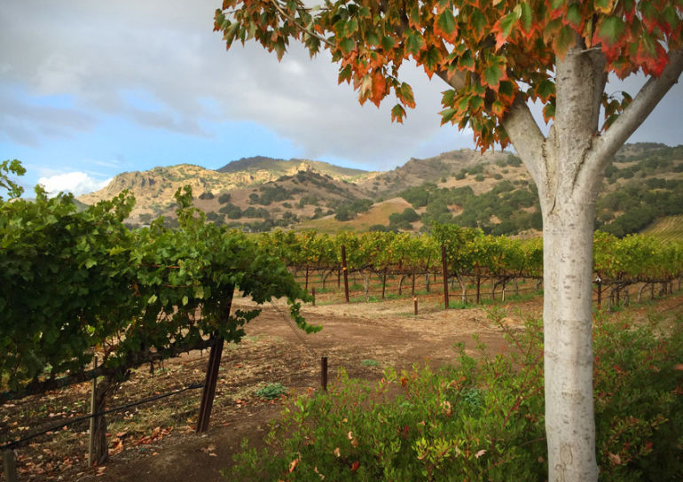 Why Biodynamic Wines Are Better Hero Image