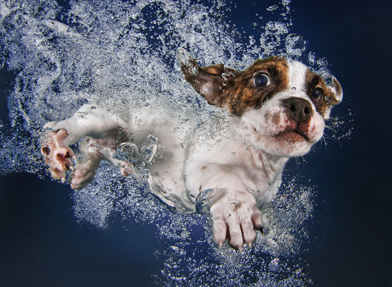 Cute Photos Of Puppies Swimming Underwater (Why Not?!) Hero Image