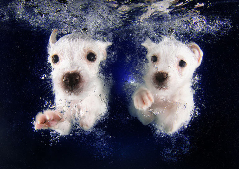 Cute Photos Of Puppies Swimming Underwater (Why Not?!) Hero Image