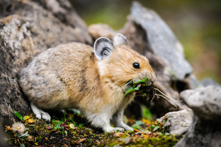 It's National Wildlife Day! 10 Animals We're In Danger Of Losing Forever Hero Image