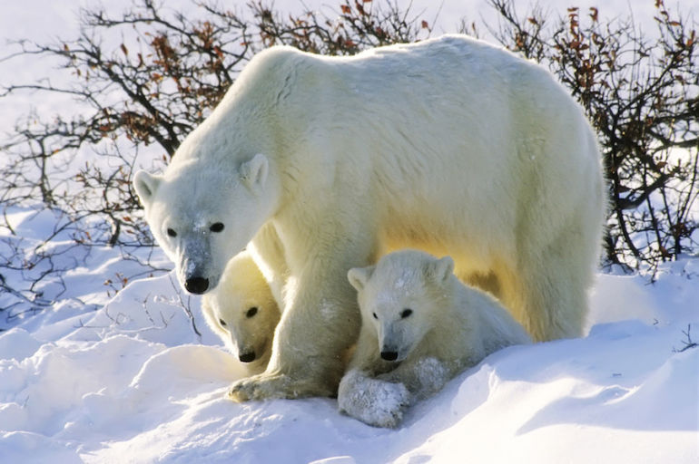 It's National Wildlife Day! 10 Animals We're In Danger Of Losing Forever Hero Image