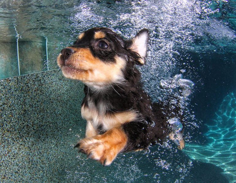 Cute Photos Of Puppies Swimming Underwater (Why Not?!) Hero Image