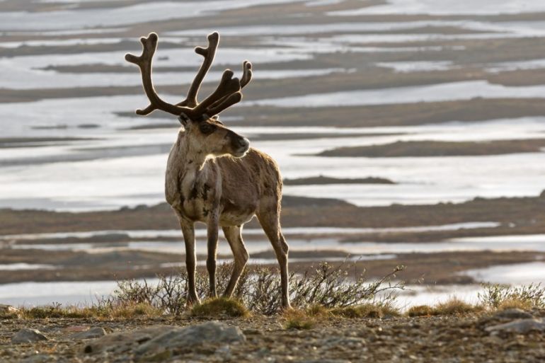 It's National Wildlife Day! 10 Animals We're In Danger Of Losing Forever Hero Image