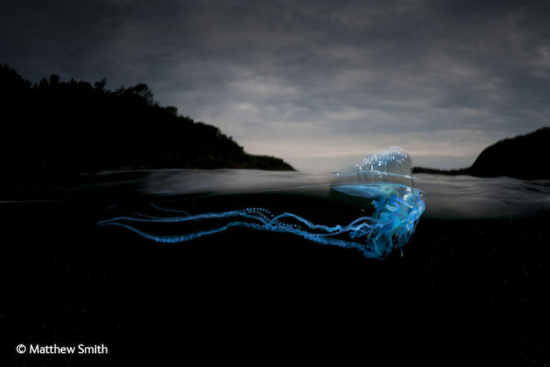 8 Mind-Blowing Images From The World's Top Wildlife Photographers Hero Image