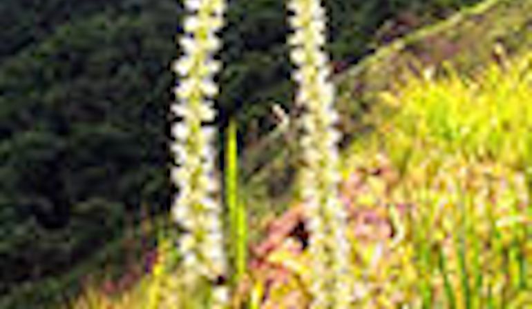 5 Holistic Ingredients To Look For When Relieving Spring Allergies Hero Image
