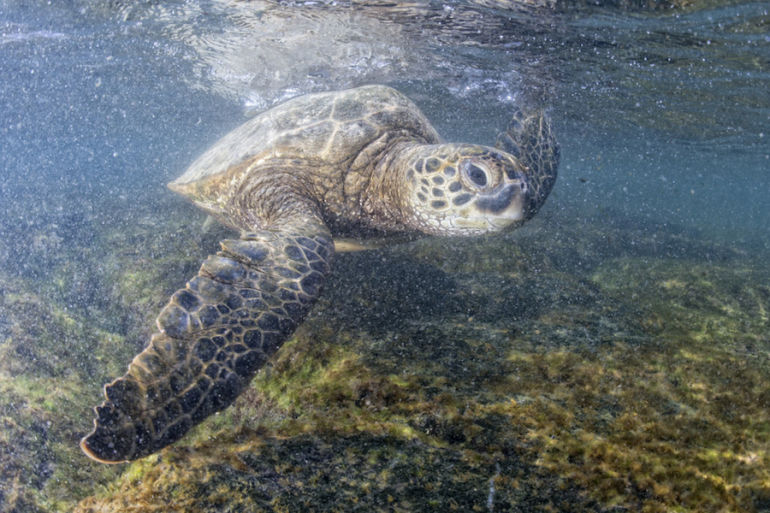 It's National Wildlife Day! 10 Animals We're In Danger Of Losing Forever Hero Image