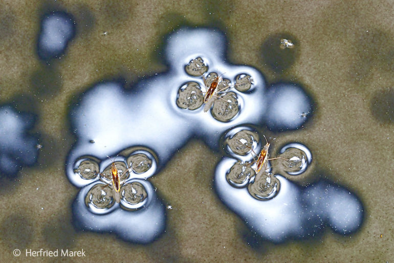 8 Mind-Blowing Images From The World's Top Wildlife Photographers Hero Image