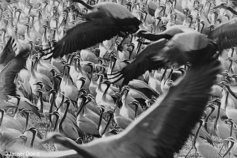 8 Mind-Blowing Images From The World's Top Wildlife Photographers Hero Image