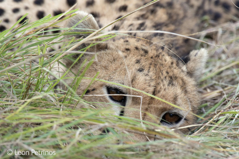 8 Mind-Blowing Images From The World's Top Wildlife Photographers Hero Image