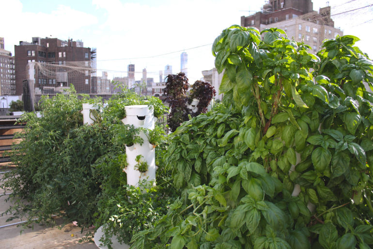 These 9 Urban Farms Will Change The Way You Look At Food Hero Image