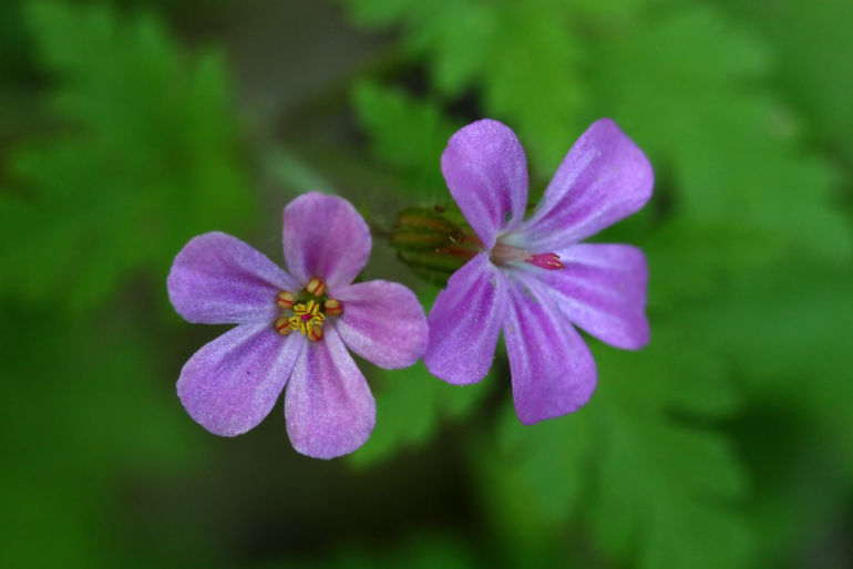 10 Healing Herbs You Can Grow At Home Hero Image
