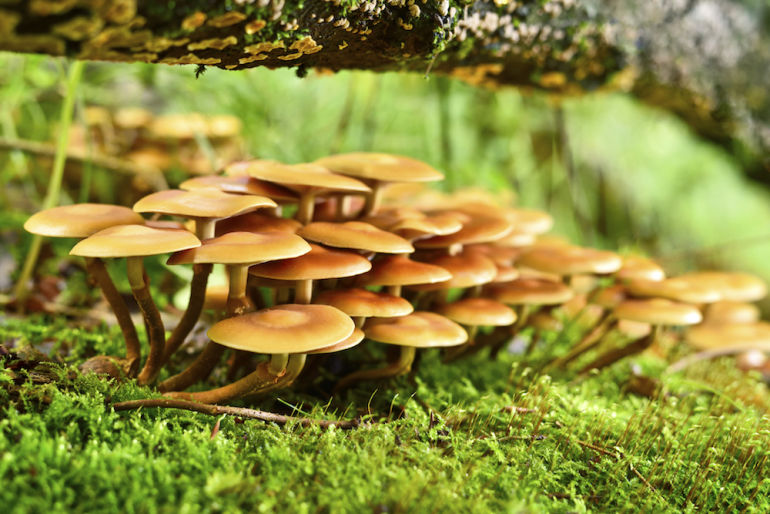 The 6 Cancer-Fighting Superfoods You Should Eat Every Day Hero Image