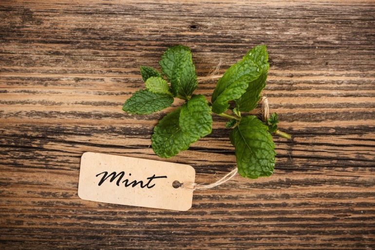 10 Healing Herbs You Can Grow At Home Hero Image