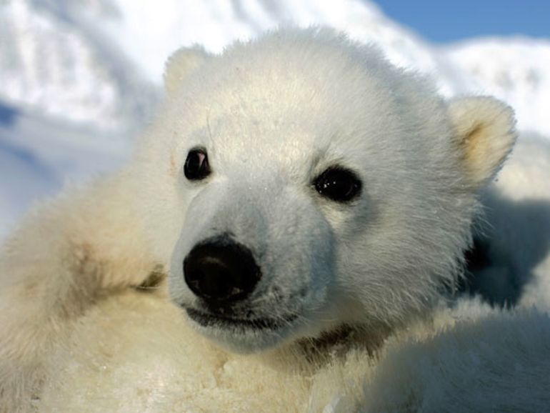 Magical Narwhals + 4 Other Amazing Animals Threatened By Climate Change Hero Image