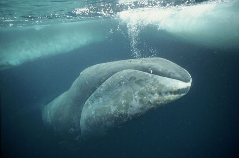 Magical Narwhals + 4 Other Amazing Animals Threatened By Climate Change Hero Image