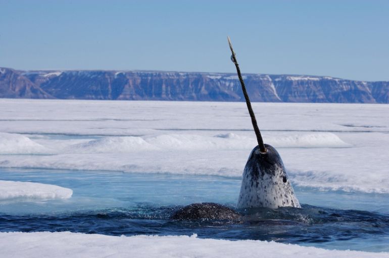 Magical Narwhals + 4 Other Amazing Animals Threatened By Climate Change Hero Image