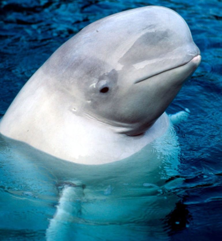 Magical Narwhals + 4 Other Amazing Animals Threatened By Climate Change Hero Image
