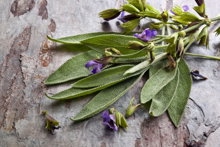 10 Healing Herbs You Can Grow At Home Hero Image