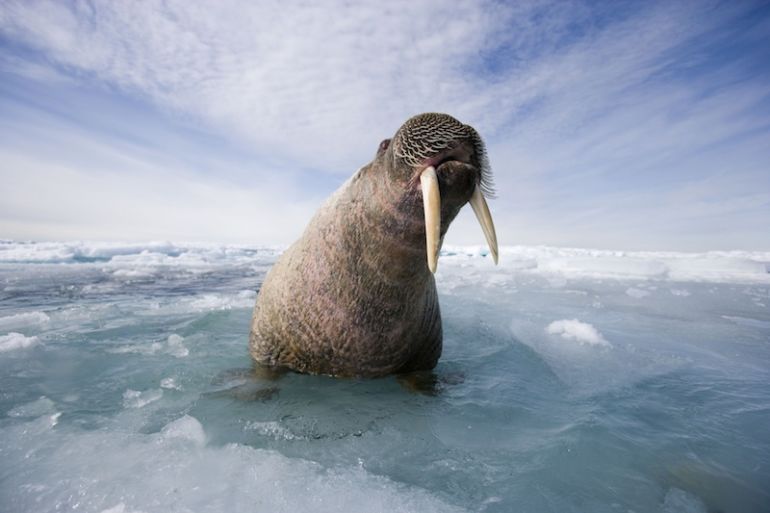 Magical Narwhals + 4 Other Amazing Animals Threatened By Climate Change Hero Image