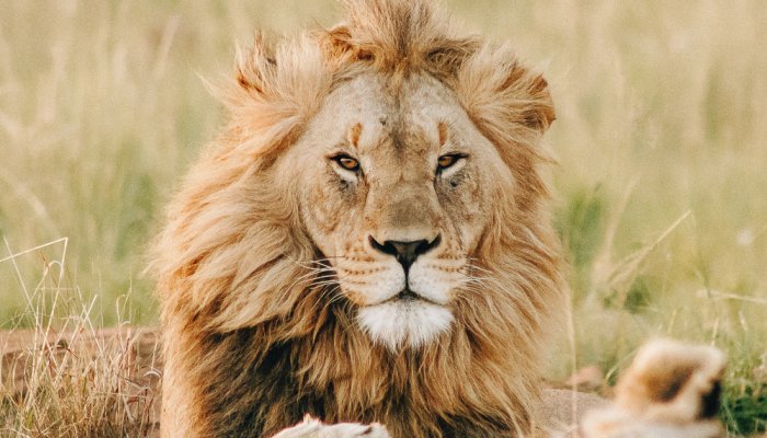 The Spiritual Significance Of Lions + What Their Symbolism Really Means