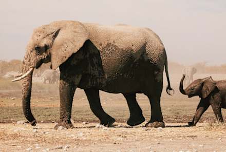 These 6 Spirit Animals Can Help You Break Free From Toxic Relationships