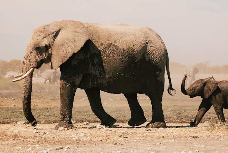 These 6 Spirit Animals Can Help You Break Free From Toxic Relationships