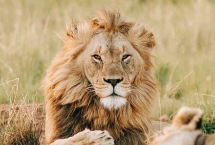 The Spiritual Significance Of Lions + What Their Symbolism Really Means
