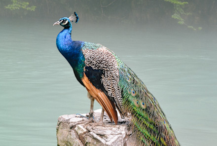 This Vibrant Spirit Animal Has A Message For You When It Appears
