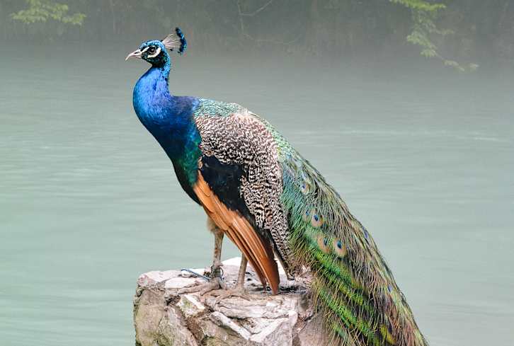This Vibrant Spirit Animal Has A Message For You When It Appears