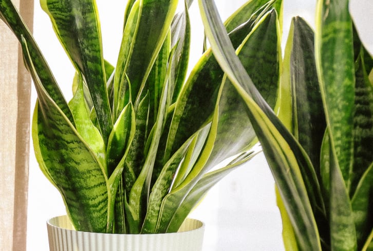 This Low Maintenance Plant Still Has Needs: Here’s How To Keep It Happy