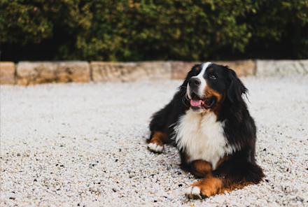 The $13 Tool That Saved My Home From Excess Pet Fur