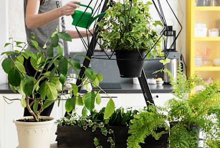 The First Thing To Do To Your Plants When You Get Back From Vacation