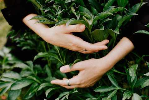 Unrecognizable woman's hands touching plants Unrecognizable woman's hands touching plants