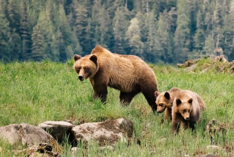 Mother Grizzly Bear and Her Two Cubs