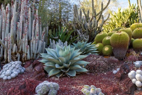 Gorgeous desert cactus garden with multiple cactus species