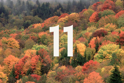 number 11 overlaid fall foliage