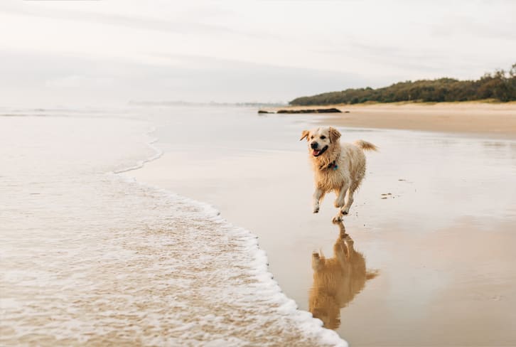 Thinking About Giving Your Dog CBD? Here's Everything You Need To Know