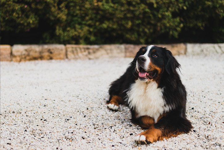 The $13 Tool That Saved My Home From Excess Pet Fur