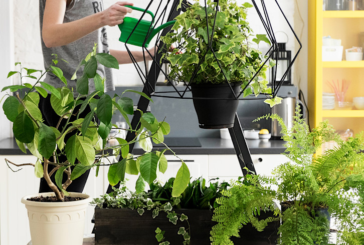 The First Thing To Do To Your Plants When You Get Back From Vacation