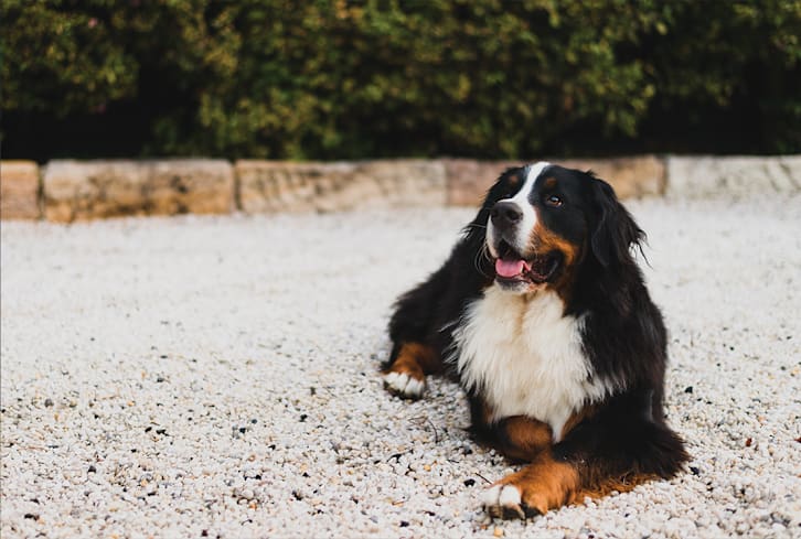 The $13 Tool That Saved My Home From Excess Pet Fur