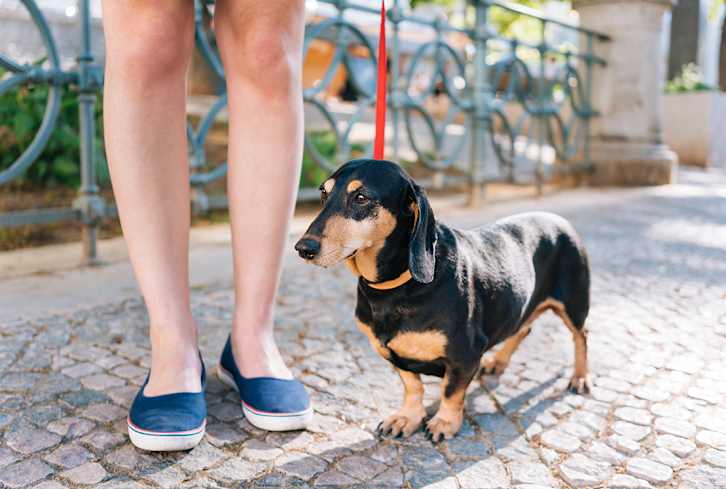 I Used To Dread Walking My Dog Before Finding This Must-Have Product