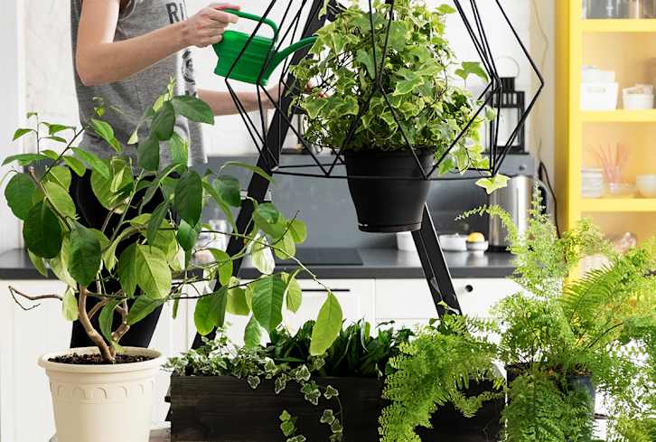 The First Thing To Do To Your Plants When You Get Back From Vacation