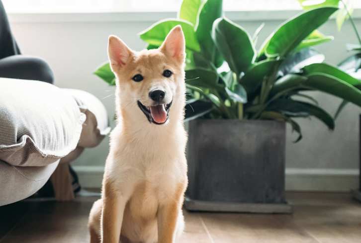 3 Things That Dogs and Yoga Have in Common