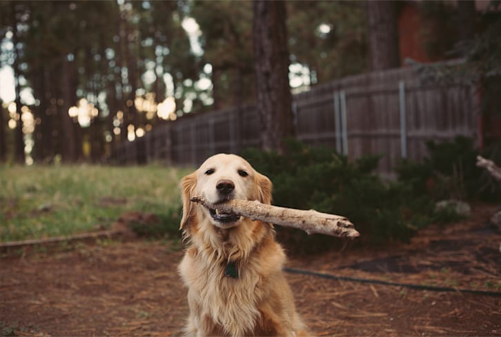 Pet Parents, We Cleared Up 5 Myths About A Raw Dog Food Diet. Here's Why We're Relieved