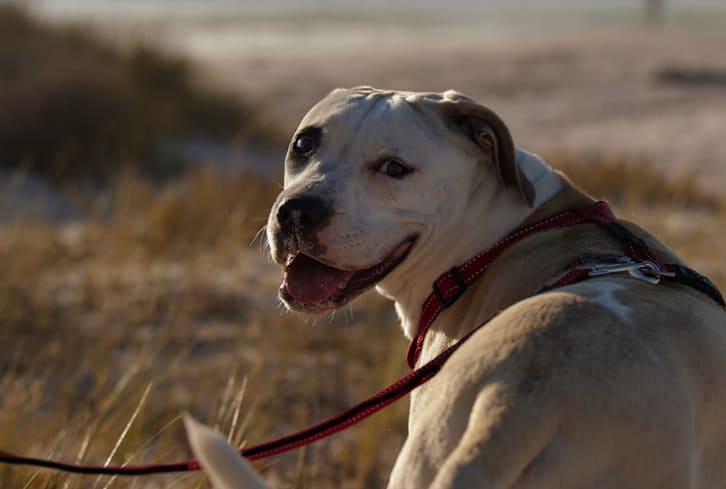 Advice From Top Vets: How To Help Keep Dogs Active & Happy